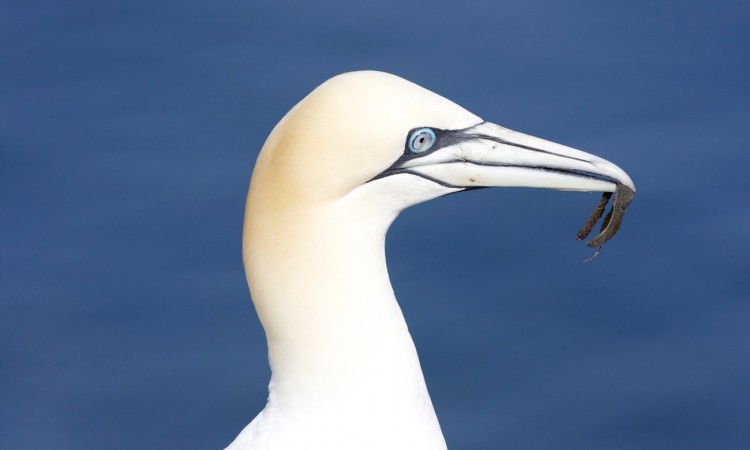 Antarctique - Fou de Bassan - Muriel-Marchais