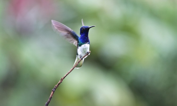 Costa-Rica - Colibri - Muriel Marchais