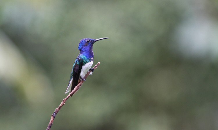 Costa-Rica - Colibri - Muriel Marchais