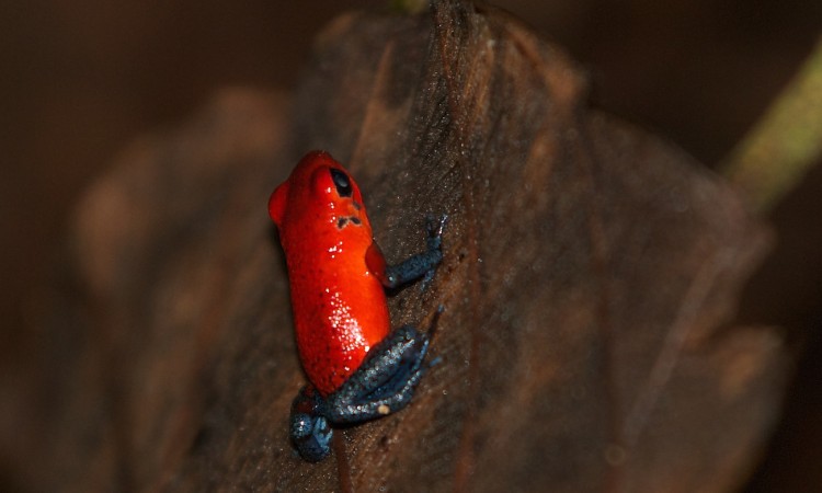 Costa-Rica - Dendrobate - Muriel Marchais