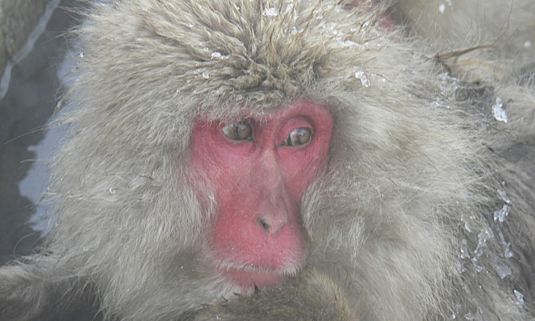 Japon- Macaca Fuscata- Jigokudani- 02 -Muriel Marchais