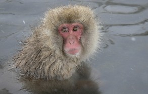 Japon- Macaca Fuscata- Jigokudani- 03 - Muriel Marchais