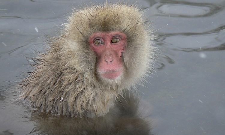 Japon- Macaca Fuscata- Jigokudani- 03 - Muriel Marchais