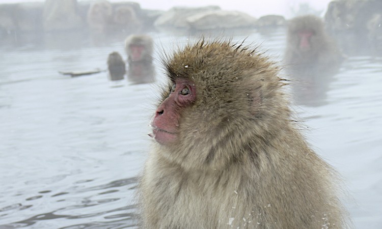 Japon- Macaca Fuscata- Jigokudani- 04 - Muriel Marchais