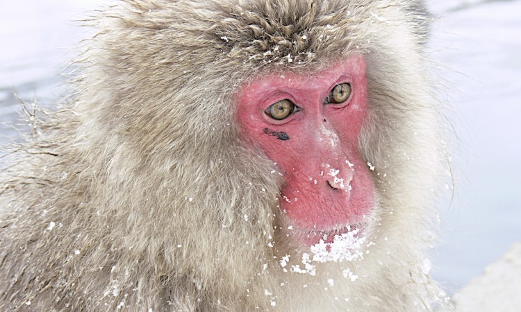 Japon- Macaca Fuscata- Jigokudani- 01-Muriel Marchais